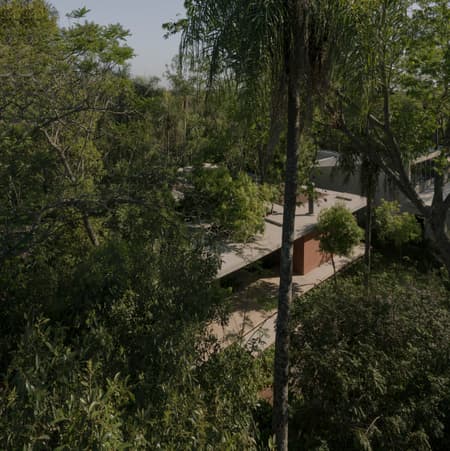 A Forest in the House